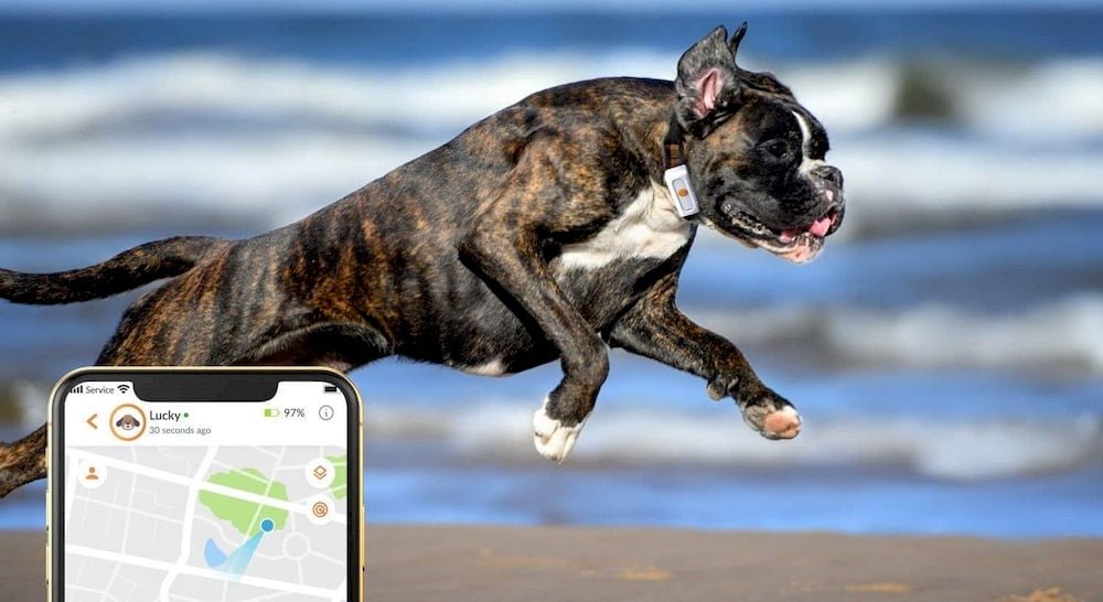 Un chien portant un collier GPS avec abonnement