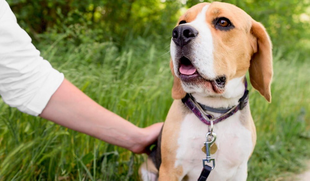 Un chien portant un collier