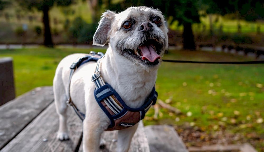 Un chien portant un harnais