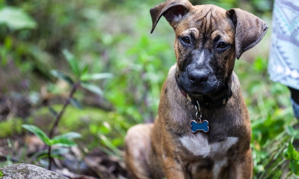 Un chiot portant un collier