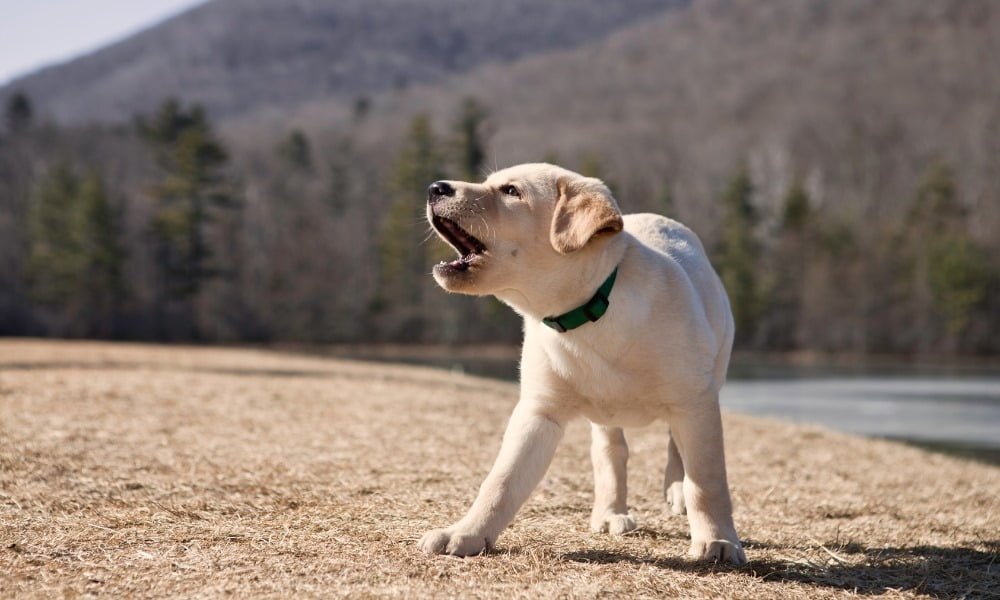 Un chiot portant un collier