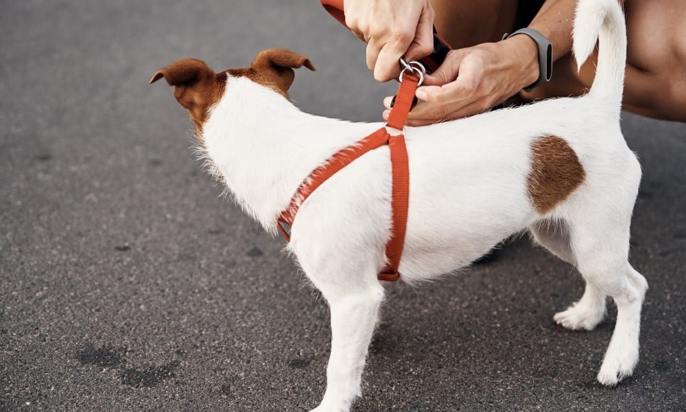 Quelqu'un attachant une laisse sur le harnais de son chiot