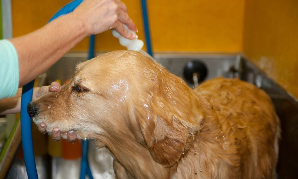 Quelqu'un lavant son chien