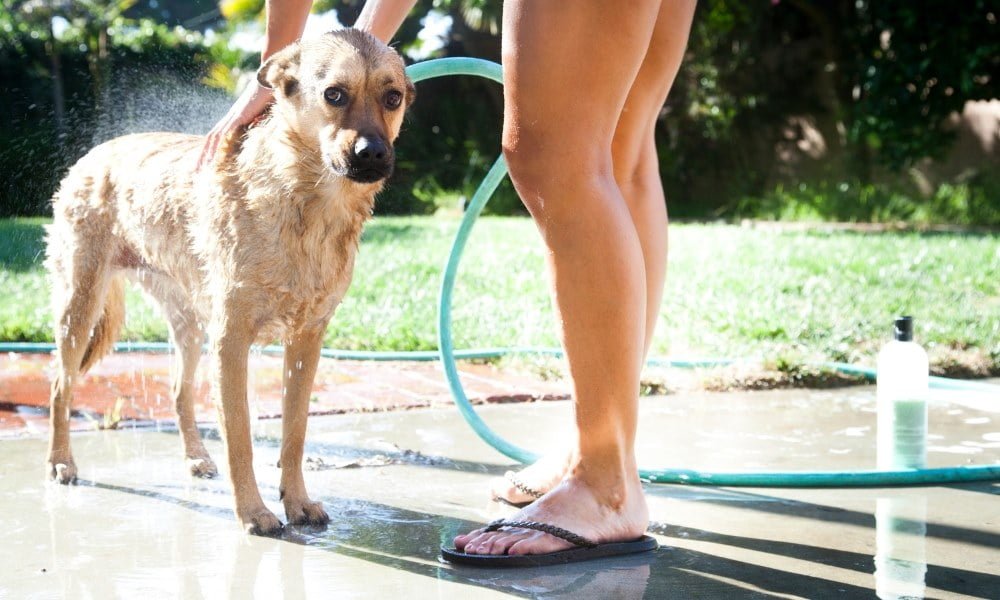 Quelqu'un lavant son chien