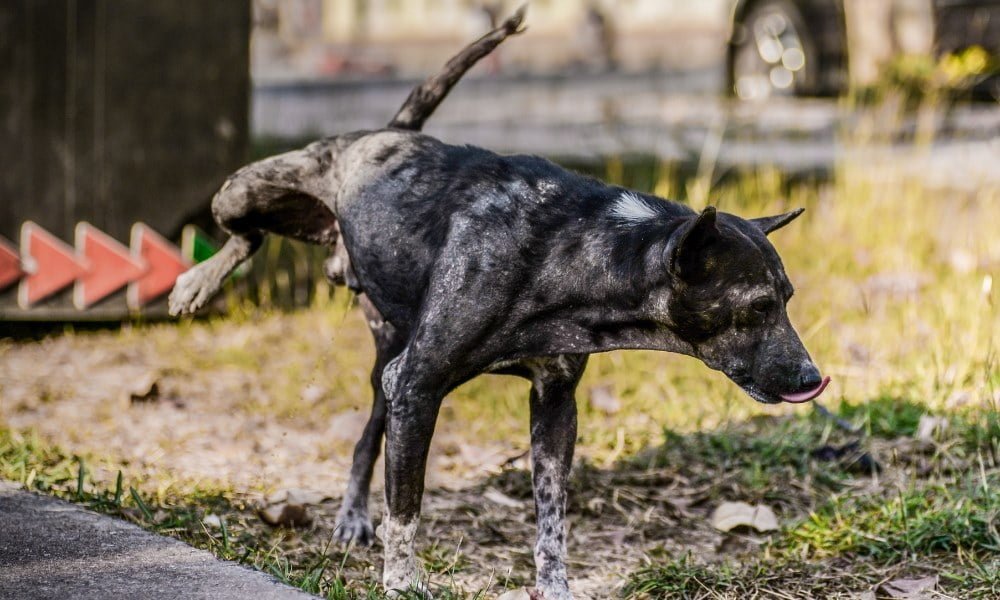 Un chien faisant ses besoins à l'extérieur de la maison