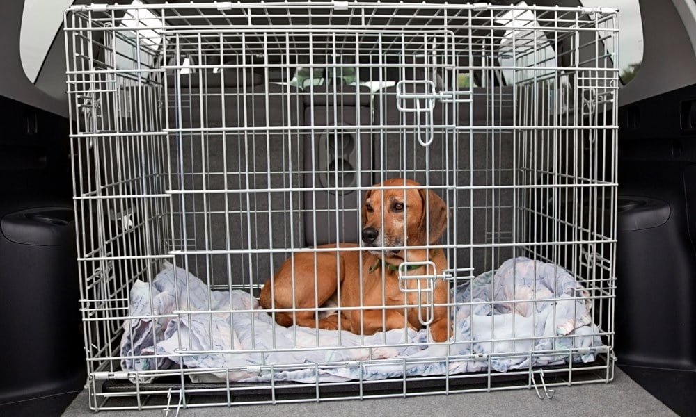 Un chien fermé dans un cage pour lui apprendre la propreté