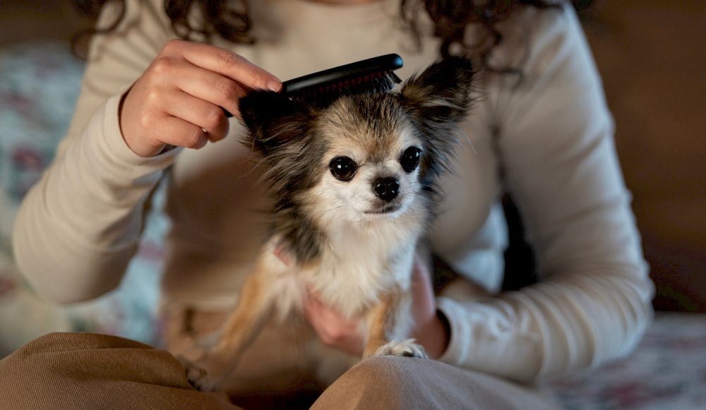 Une femme brossant son chien