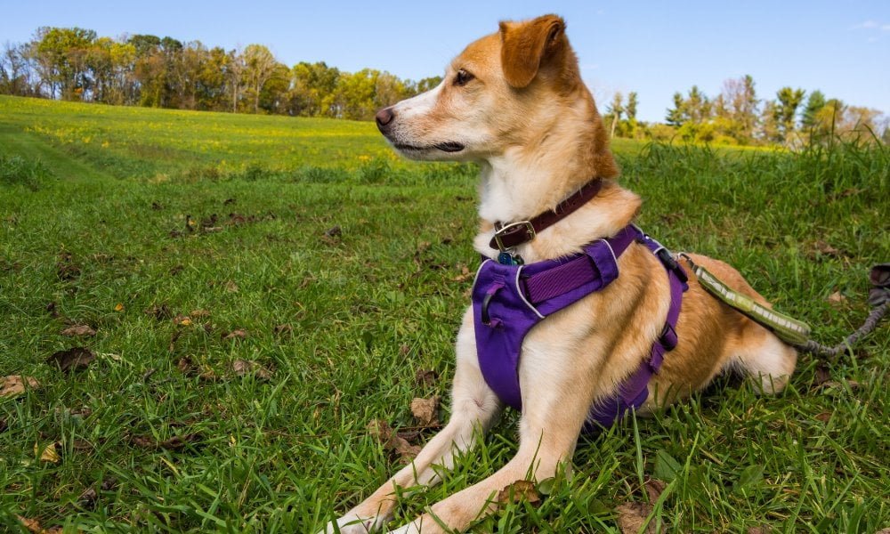 Un chien portant un harnais conforme à sa taille