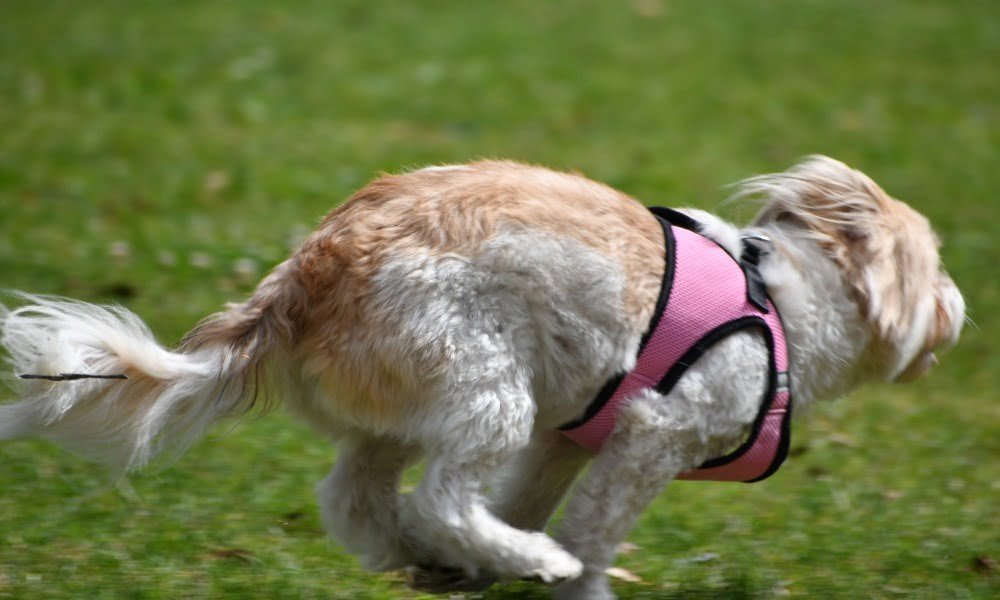 Un chien portant un harnais conforme à sa taille