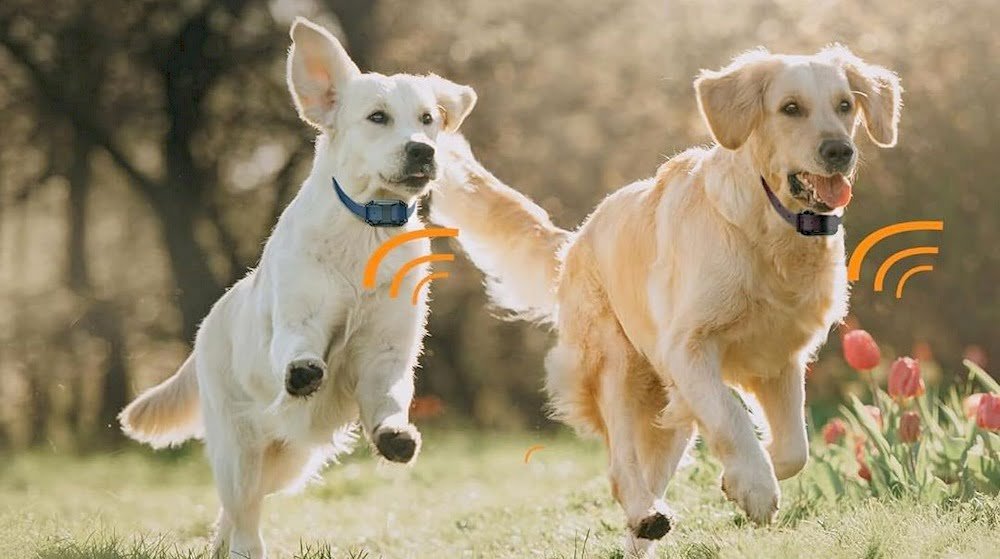 Deux chiens avec collier de dressage