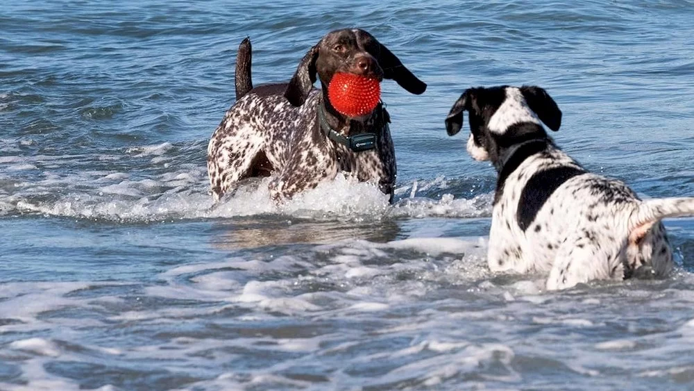 Deux chiens avec collier de dressage