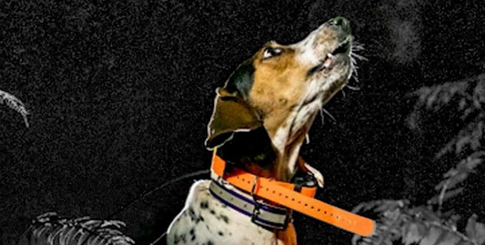 Un chien portant un collier GPS Dogtra Pathfinder