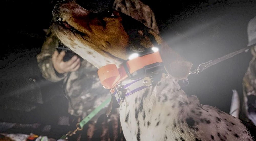 Un chien portant un collier GPS Dogtra Pathfinder