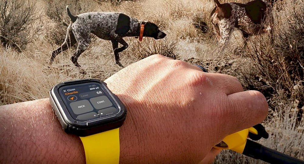 Des chiens avec collier GPS Dogtra Pathfinder