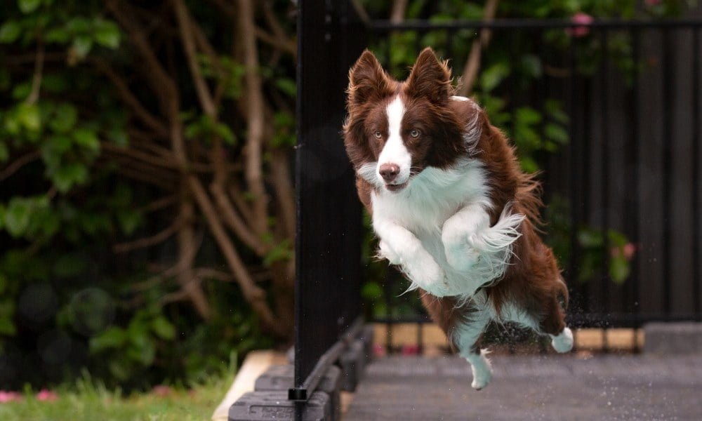 Un chien Border Collie