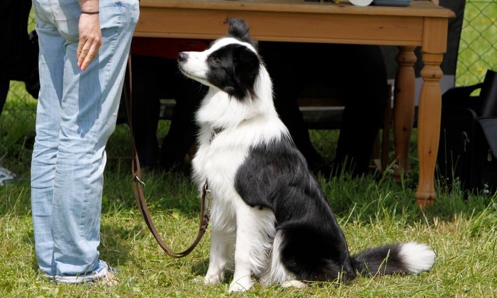 Quelqu'un dressant un chien Border Collie