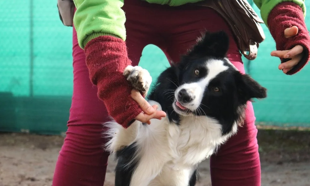 Quelqu'un dressant un chien Border Collie