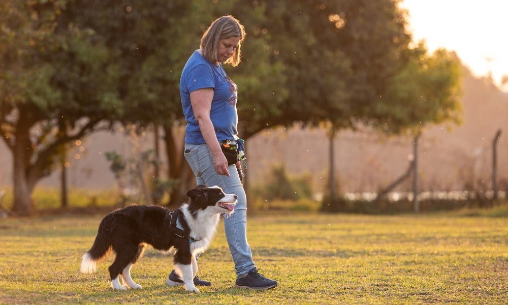 Une femme dressant un chien Border Collie