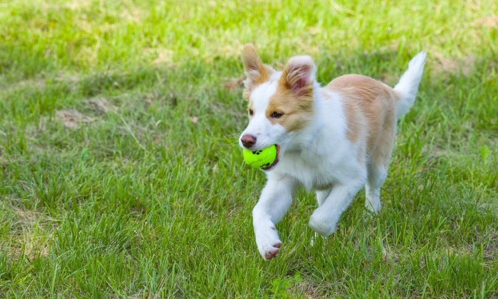 Un chiot Border Collie