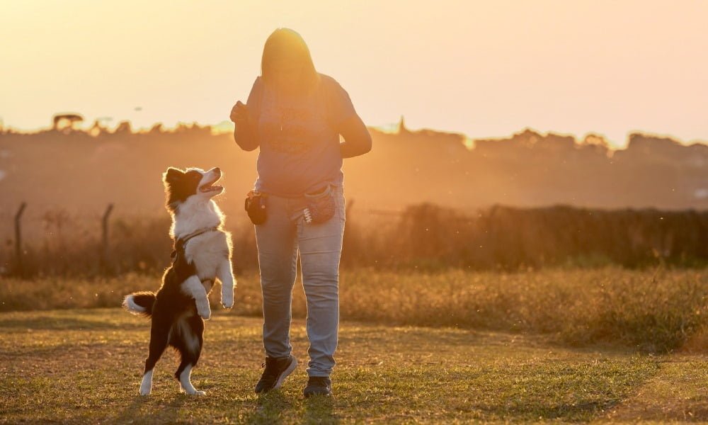 Une femme dressant un chien Border Collie