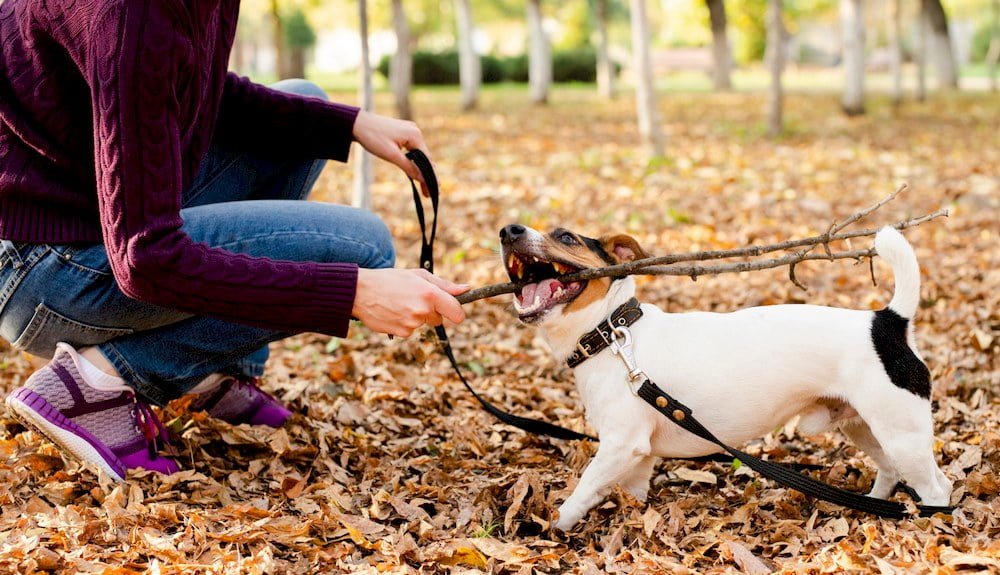 Une femme dressant un chien