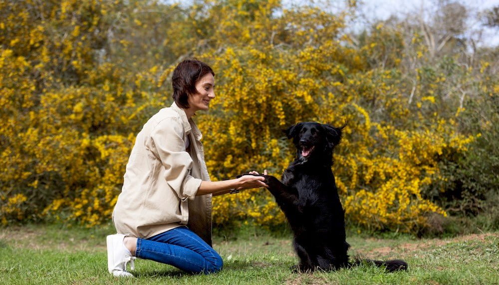 Une femme dressant un chien