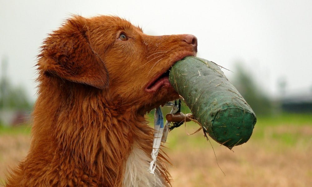 Dressage d'un chien de chasse