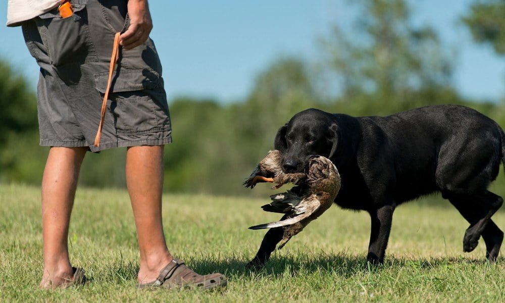 Un chasseur dressant un chien de chasse