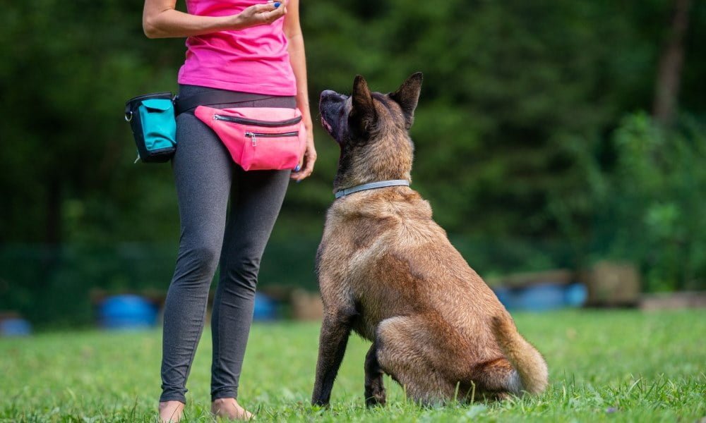 Quelqu'un dressant un malinois