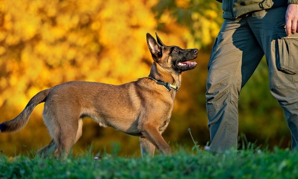 Quelqu'un dressant un malinois