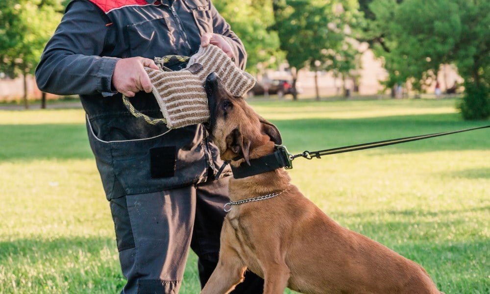 Quelqu'un dressant un malinois