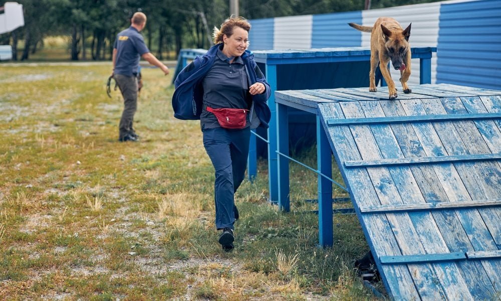 Une femme dressant un malinois