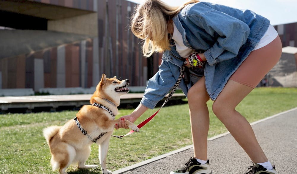 Une femme éduquant son chien