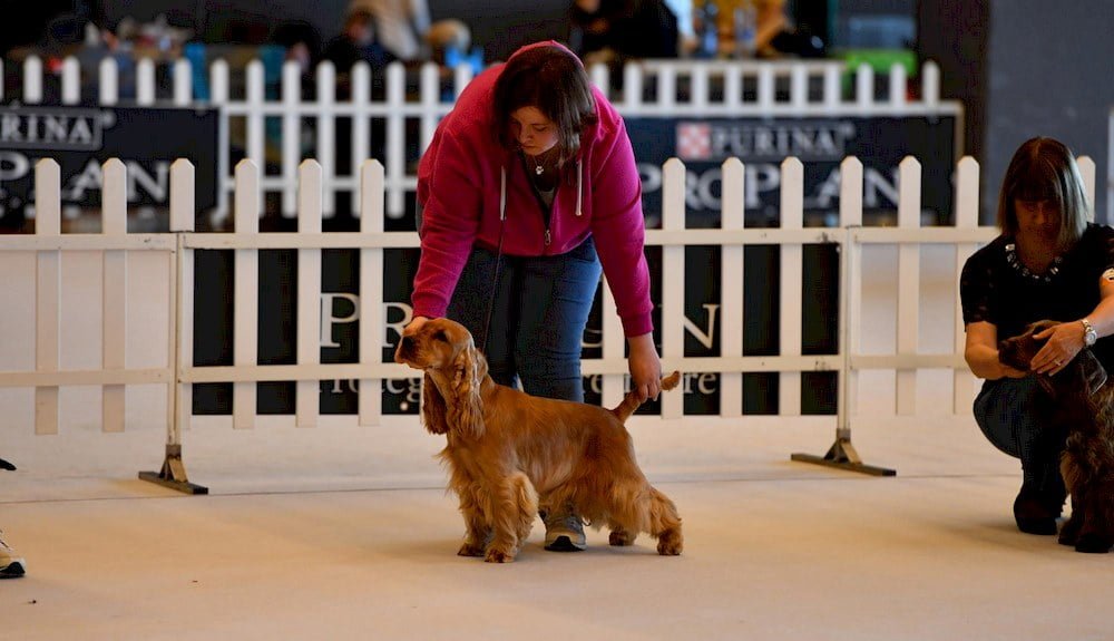 Deux femmes éduquant leur chien 