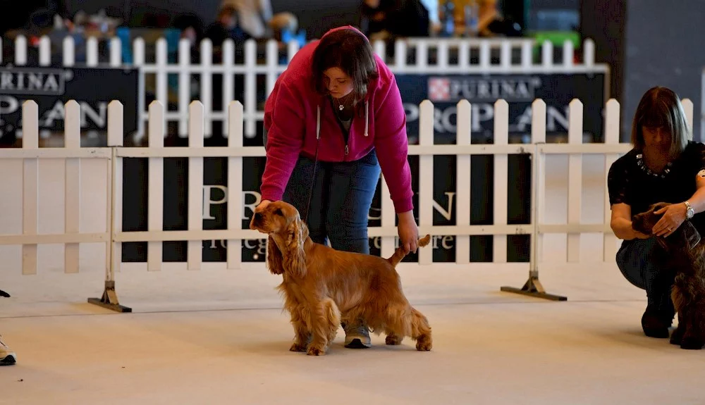 Deux femmes éduquant leur chien