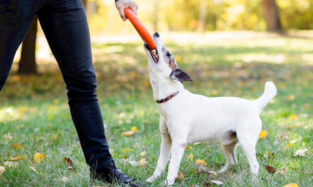 Quelqu'un éduquant son chiot