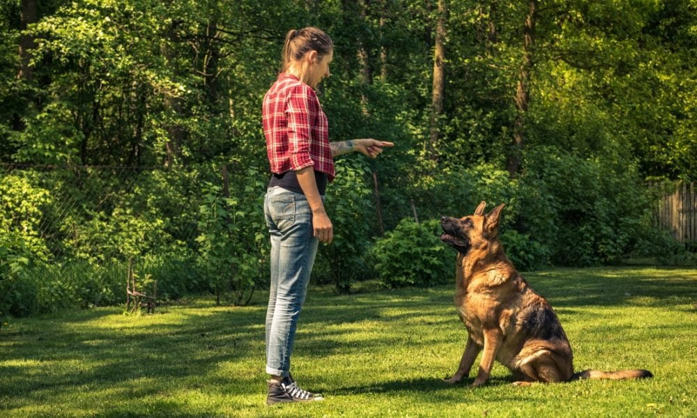 Un femme éduquant un berger allemand