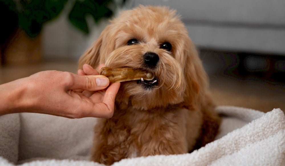 Quelqu'un prenant soin des dents de son chien