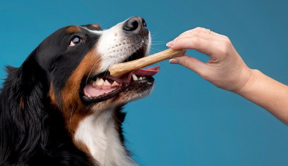 Quelqu'un prenant soin des dents de son chien