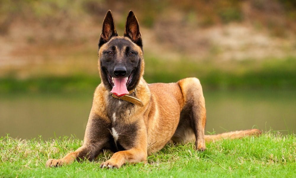 Un chien facile à dresser