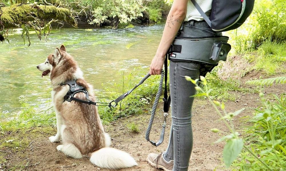 Un chien portant un harnais