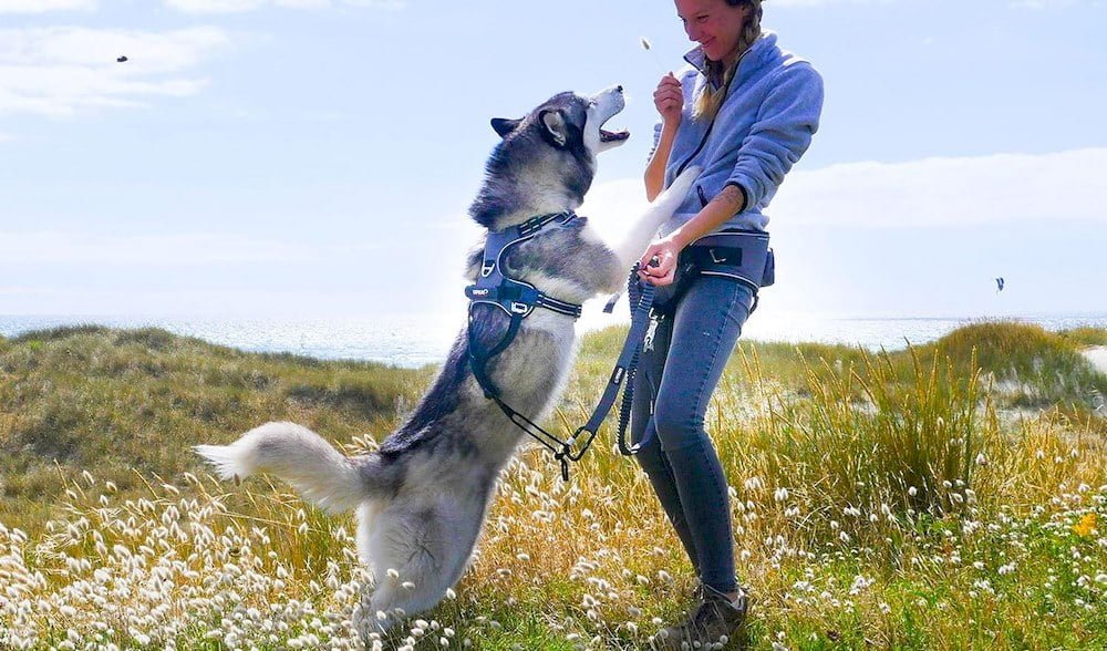 Une femme et un chien portant un harnais