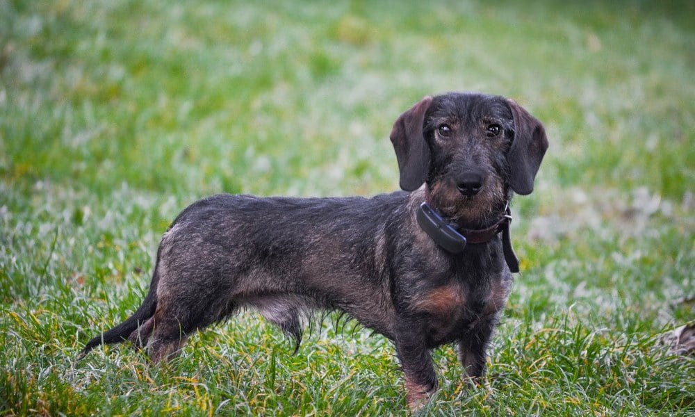 Un chien portant un collier GPS