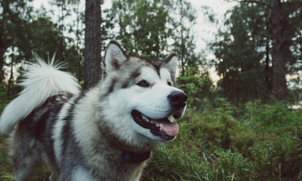 Un chien portant un collier GPS