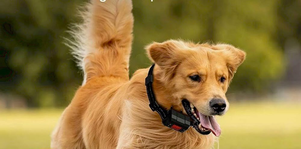 Un chien portant un collier GPS