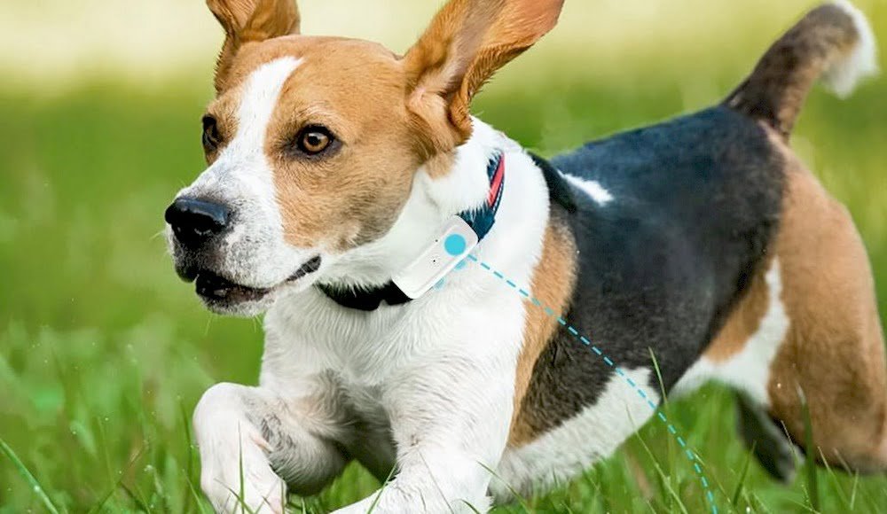 Un chien portant un collier GPS