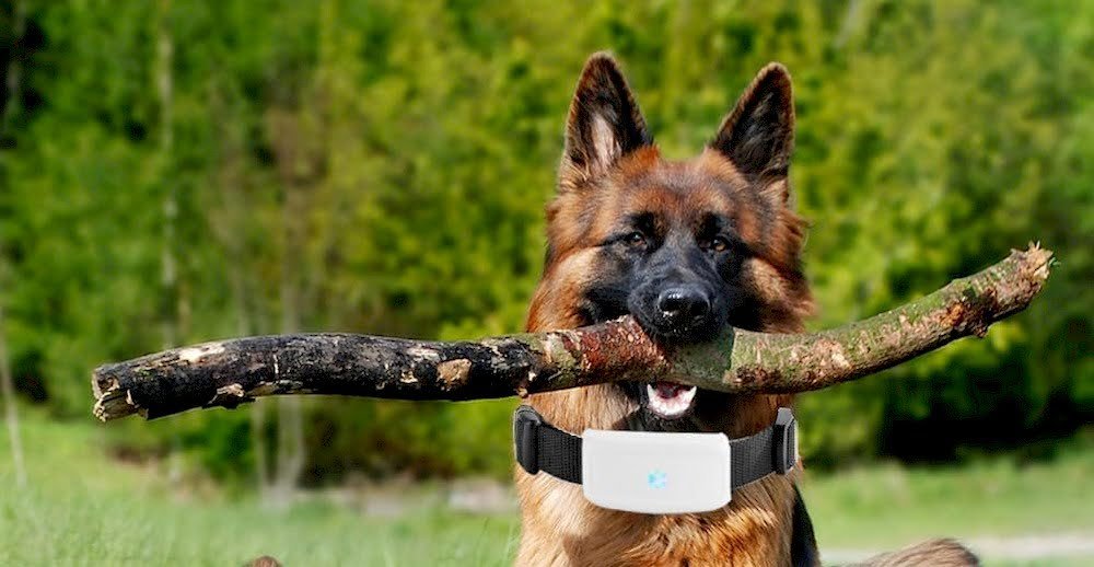 Un chien portant un collier GPS