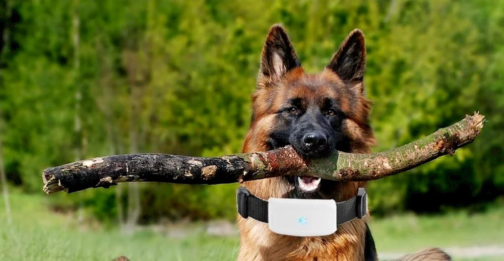 Un chien portant un collier GPS