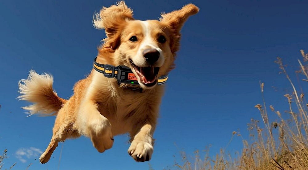 Un chien portant un collier GPS