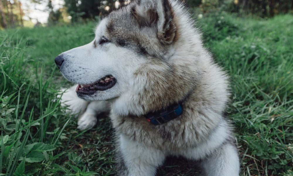 Un chien portant un collier GPS